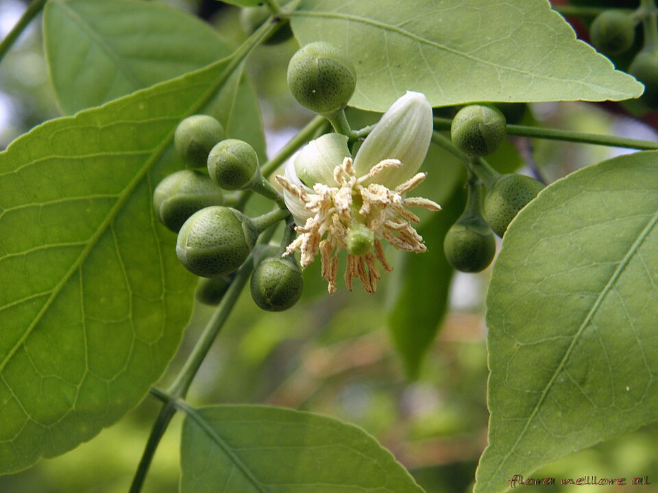 Bel Leaves