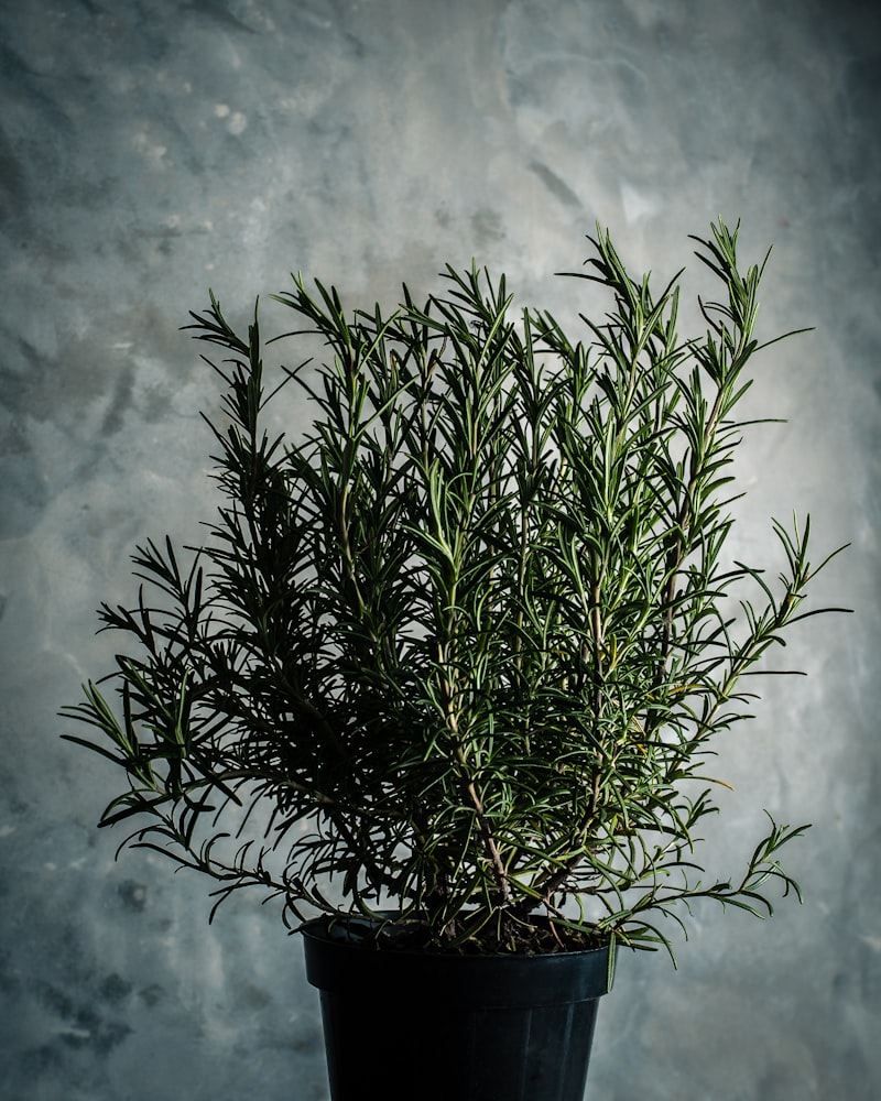 Herbs