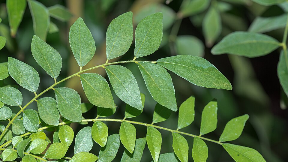 Dried Curry Leaves