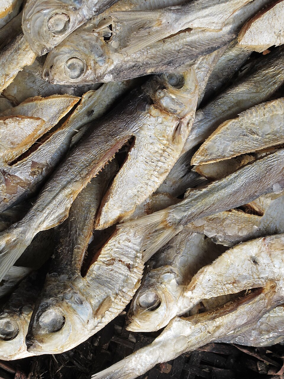 Sprat Sambol (Haalmasso Sambol)