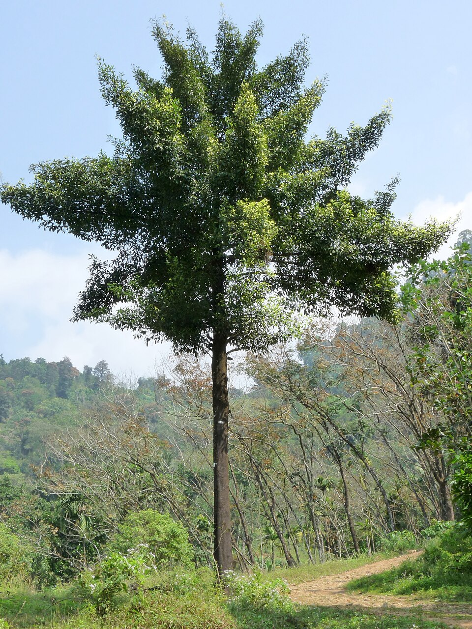 Goraka (Garcinia Cambogia)