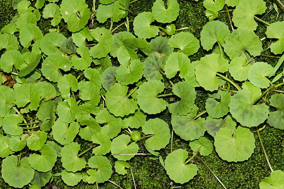 Gotu Kola