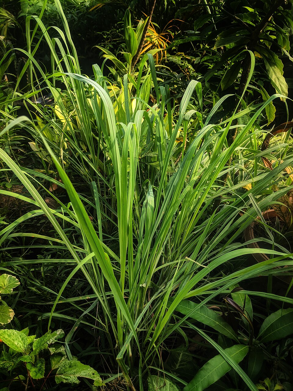 Lemongrass