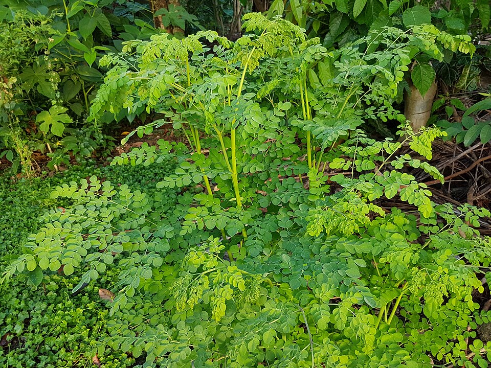 Moringa Tea