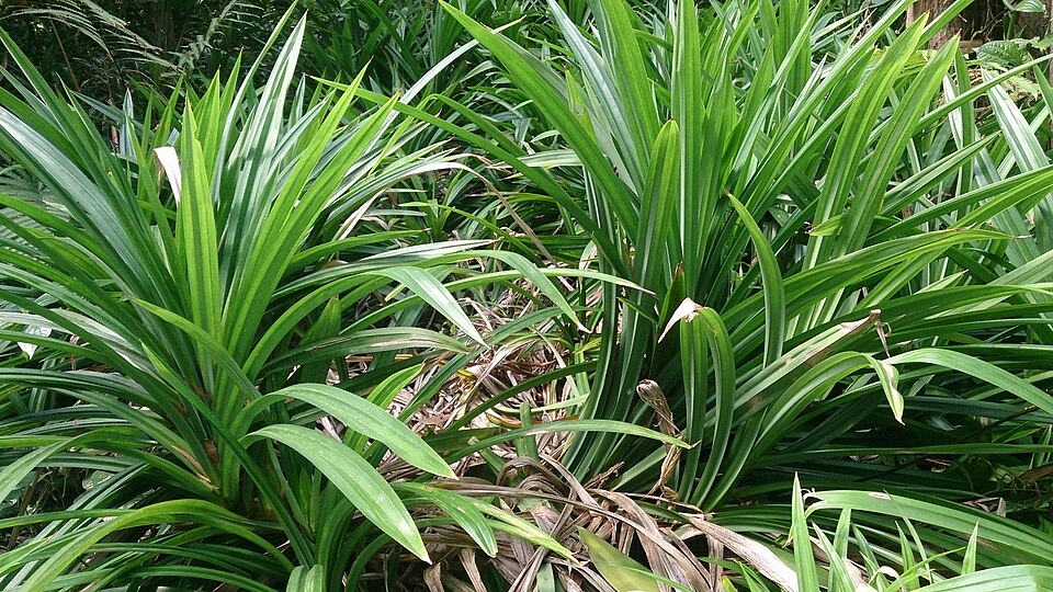 Pandan Leaves (Rampe)