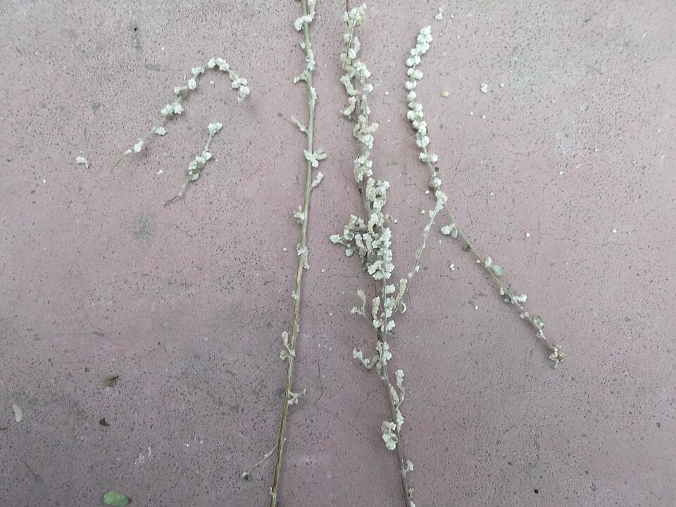 Polpala